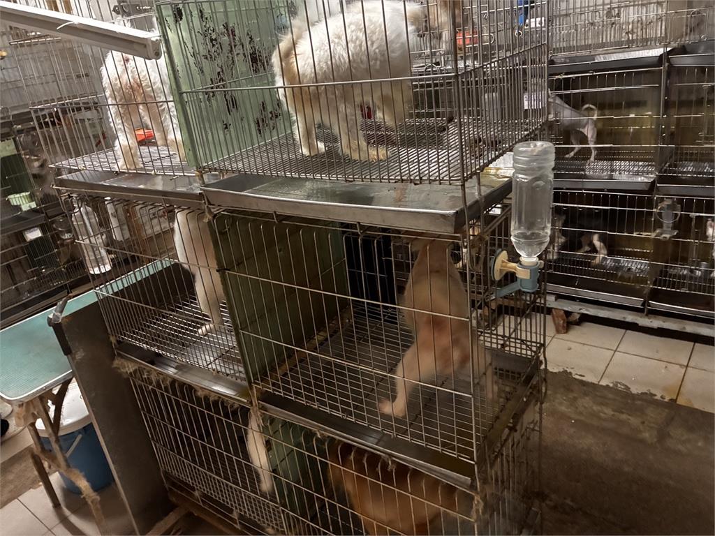 快新聞/太惡劣!新北寵物店使用「迷你狗籠」慘挨罰 小狗竟連轉身都困難