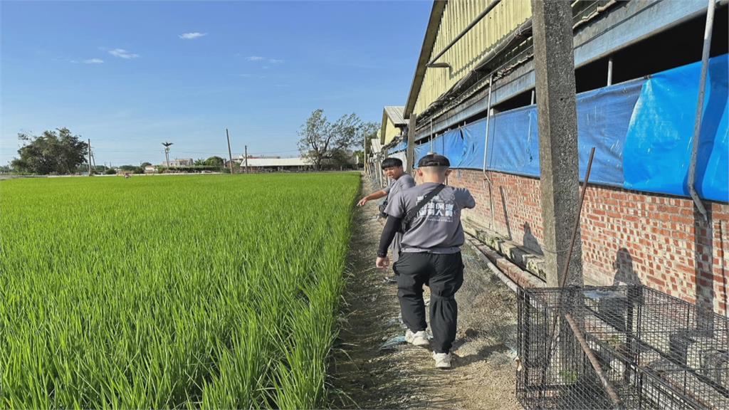 驚悚!布袋流浪狗橫行 豬隻與鵝慘遭「獵殺」