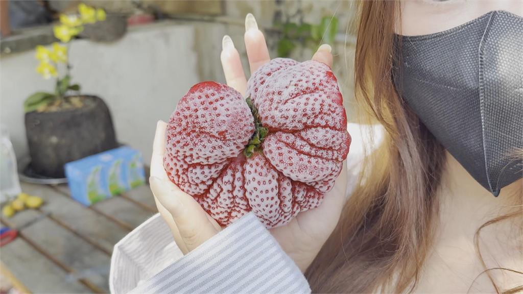 美髮師斜槓人生! 新手草莓農種出「全台最大」草莓