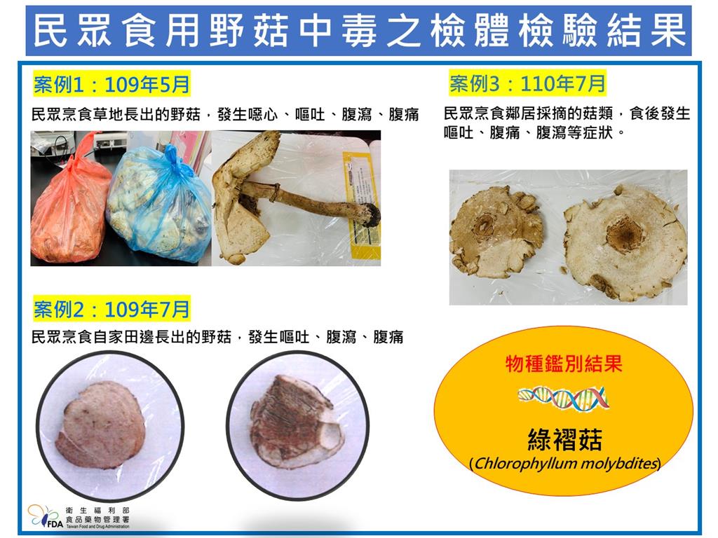 快新聞/注意!「這毒菇」廣泛分布台灣易誤食 食藥署提醒:應遵守「4字原則」
