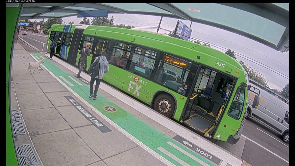 相揪逃家搭公車趴趴走? 美國街頭驚見2侏儒山羊笑翻網友