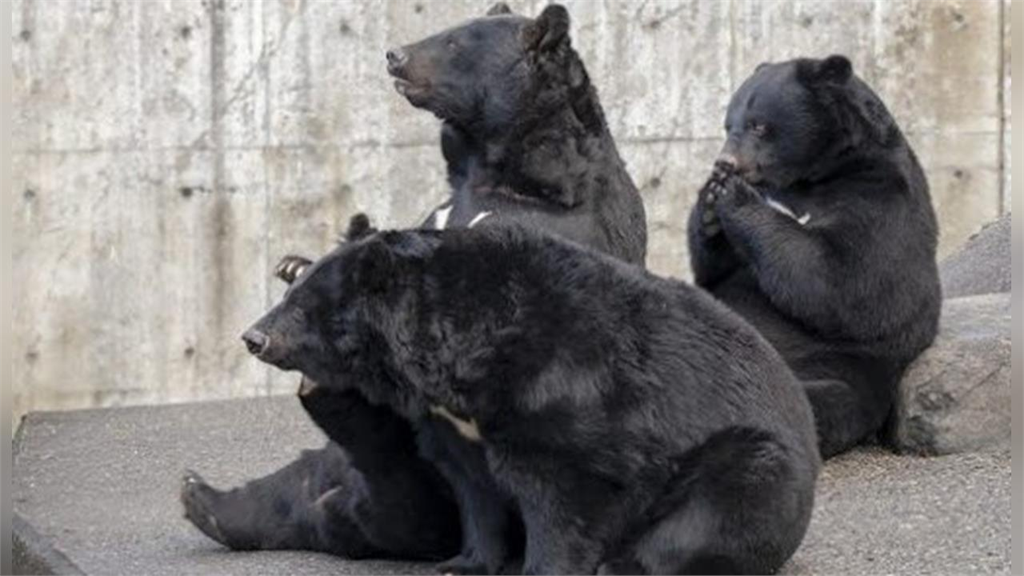 日本68年老店「賣熊肉」詢問度狂飆!店家曝「超上乘口感」:最高級款待