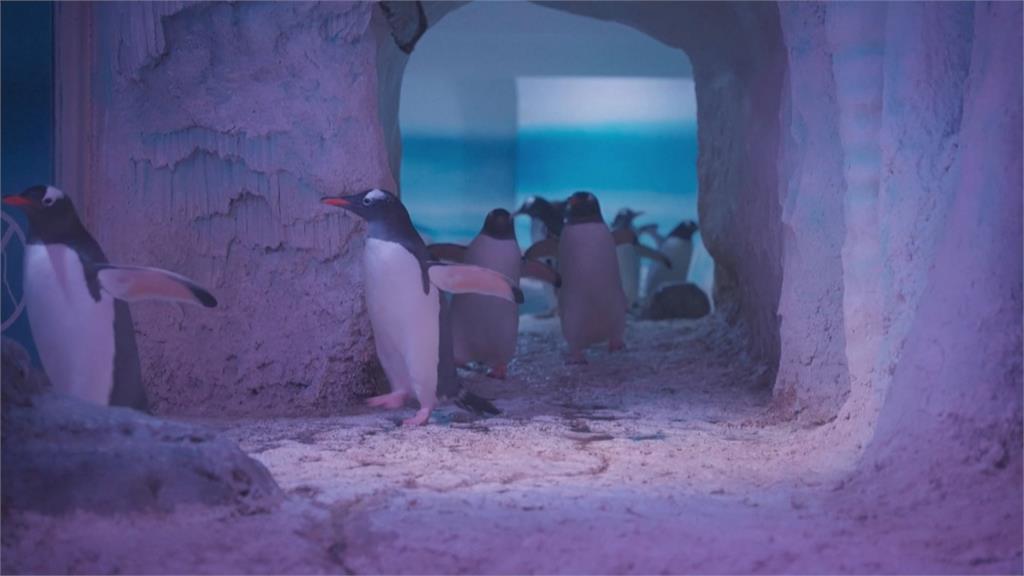 英國水族館大普查 企鵝、海豹、護士鯊健康檢查