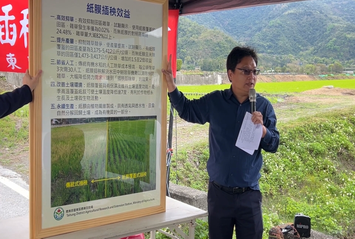 有機水稻新技術　「紙膜插秧」根源除草兼顧環保