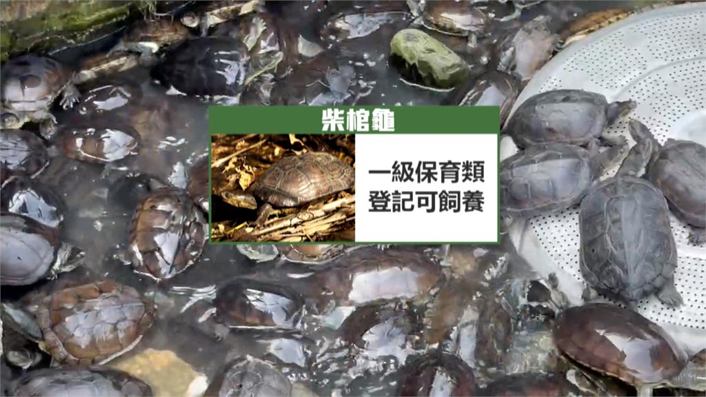 160隻保育類「柴棺龜」無處養　宜蘭縣府、飼主協調無果