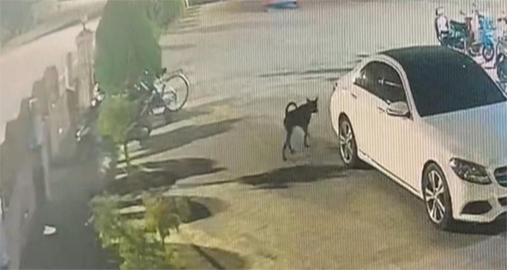 又傳狗咬人!2歲男童遭黑狗撲倒狂咬 臉多處撕裂傷急送醫救治