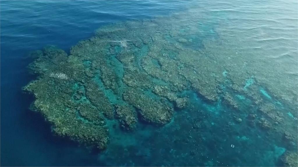 愛美者看過來！防曬乳成「海洋殺手」　恐釀珊瑚白化、甚至死亡