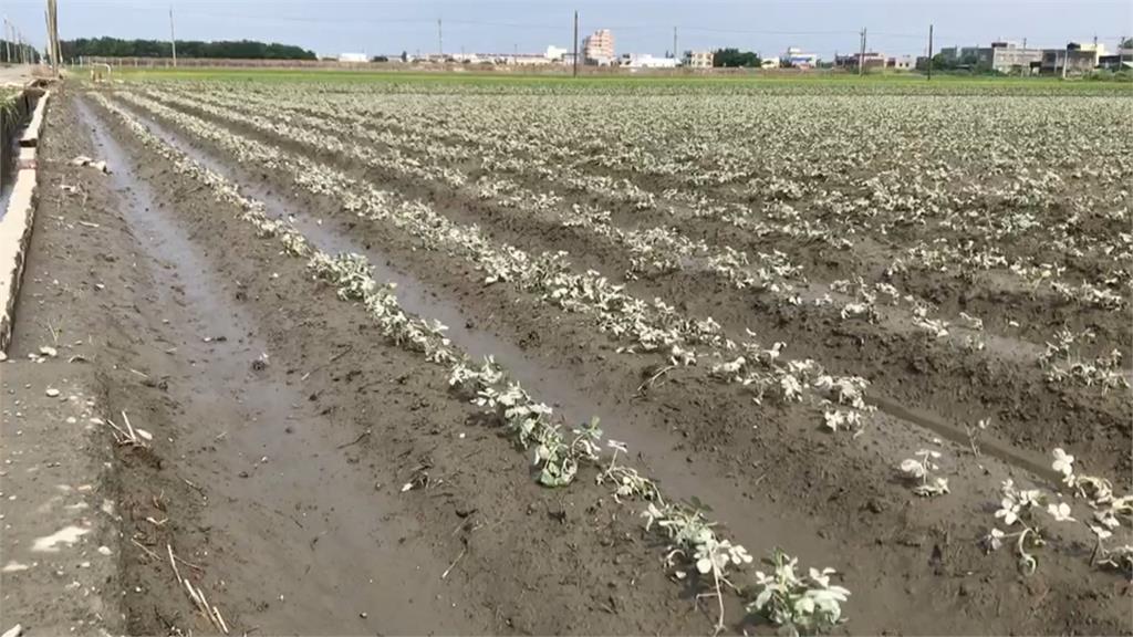 暴雨蔥田全泡水 蔥農欲哭無淚:太陽出來就爛掉