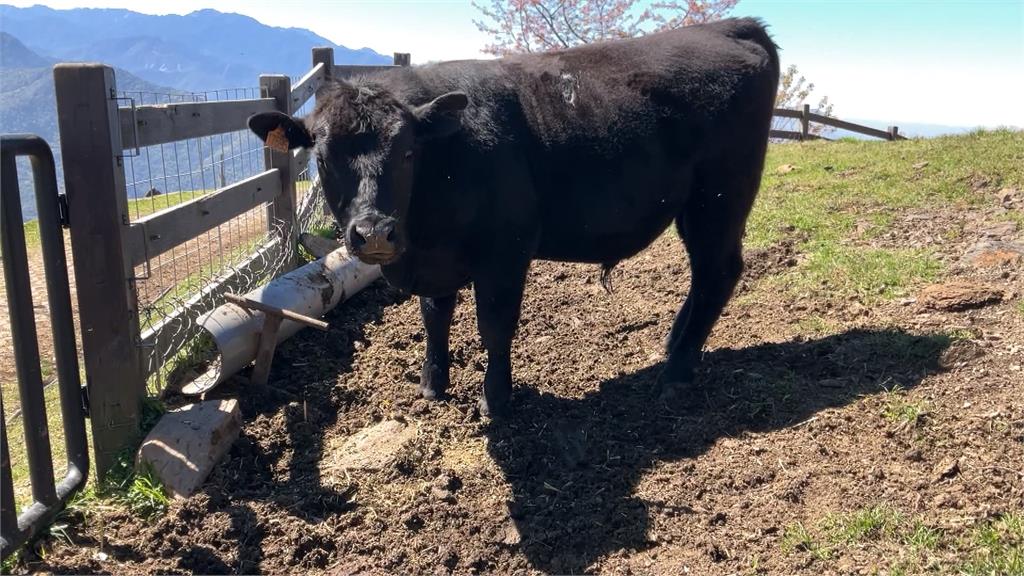 清境農場賣掉22頭安格斯牛　結束畜牛產業原因曝光了！