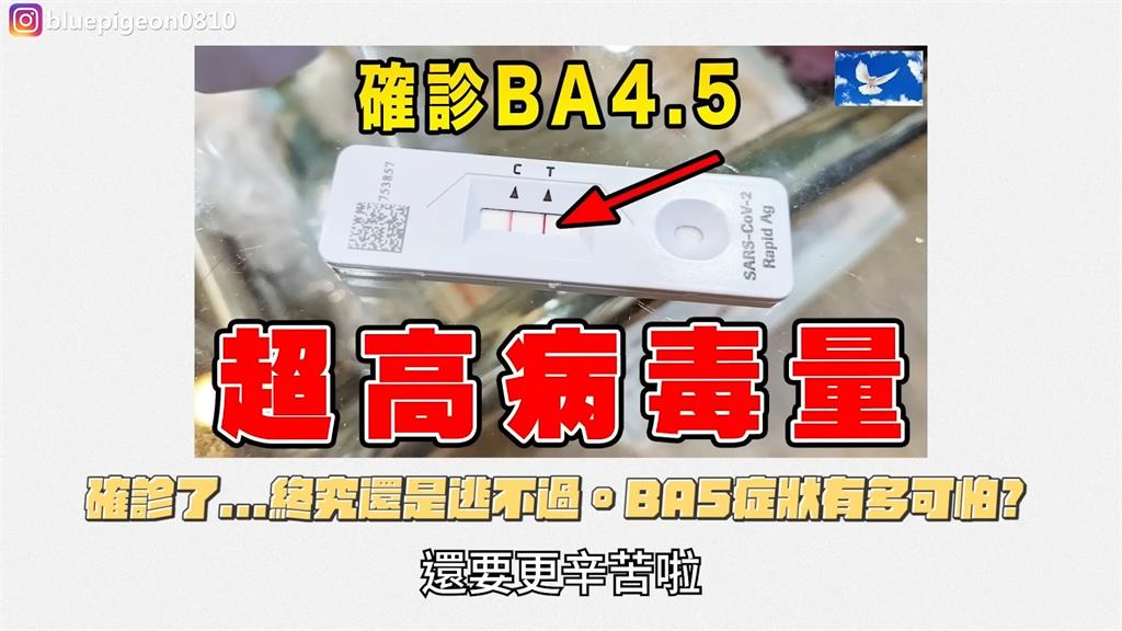 比確診還痛苦!蒼藍鴿「高燒39度」整天不退 一驗結果出爐GG了:無解