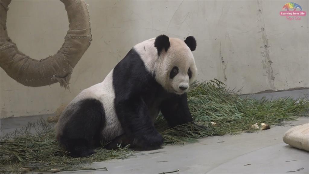 凌晨三度癲癇!動物園忍動放手 「團團辭世」將比照林旺做標本