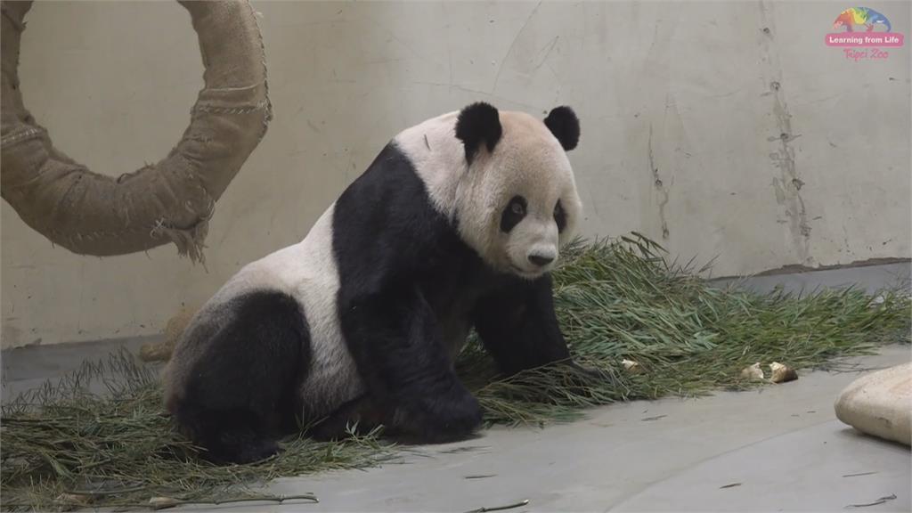 凌晨三度癲癇！動物園忍動放手　「團團辭世」將比照林旺做標本