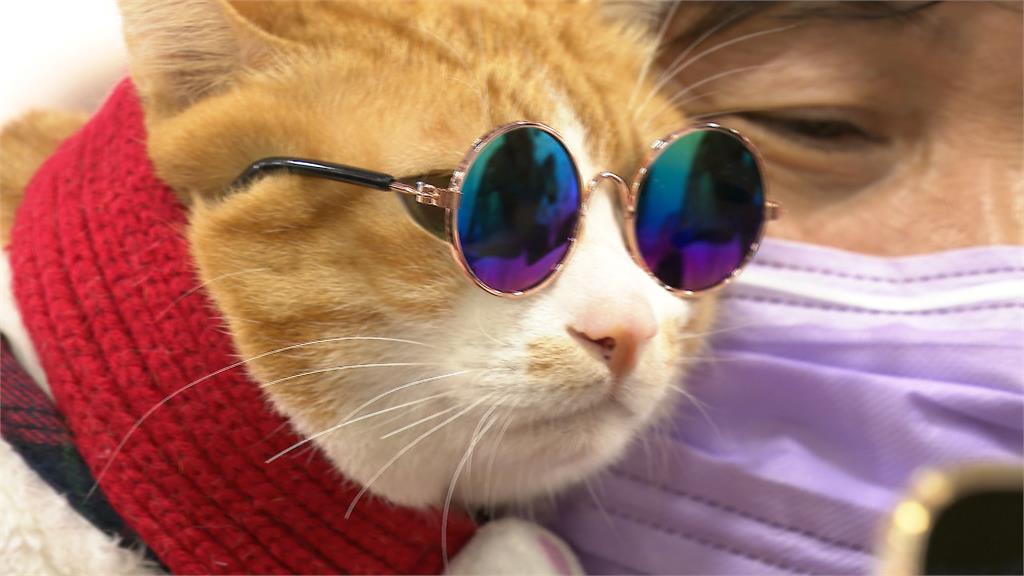 2026元旦寵物年貨大街開跑　冠軍龍貓身價逼近一台車