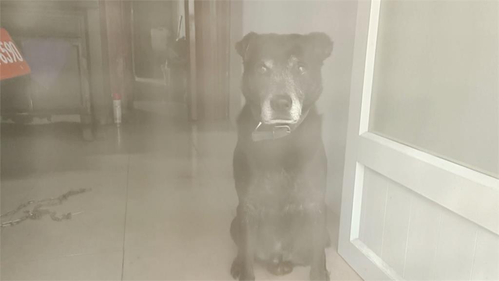 黑狗衝出來咬傷女子腳背 飼主囂張嗆:我沒錢賠