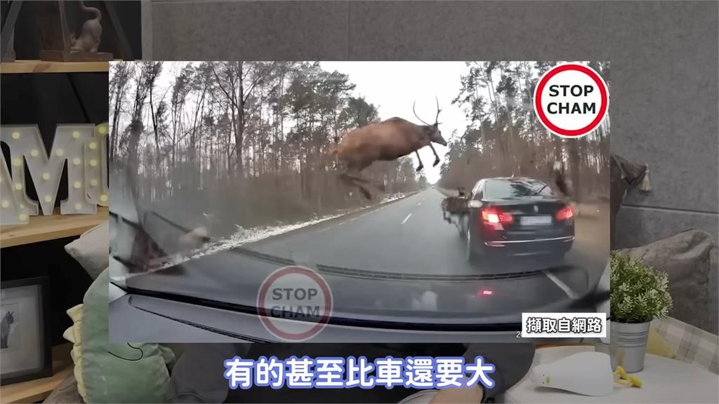 注意「鹿牌」！北美洲高速公路闖野生動物　體型巨如恐龍嚇翻眾人