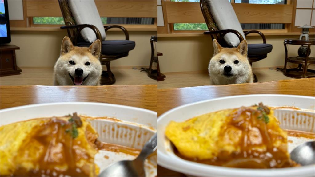 好想吃一口蛋包飯!萌柴聽主人1句話「燦笑→惡煞臉」:在耍我嗎?