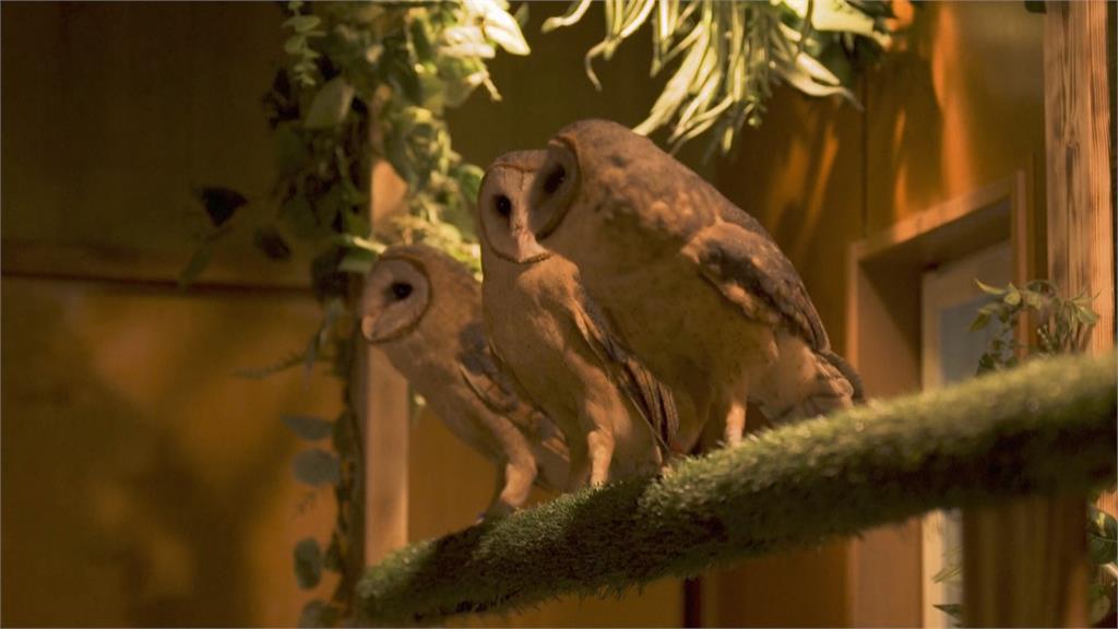 關注動物福祉、衛生問題!日本啟動調查動物咖啡店