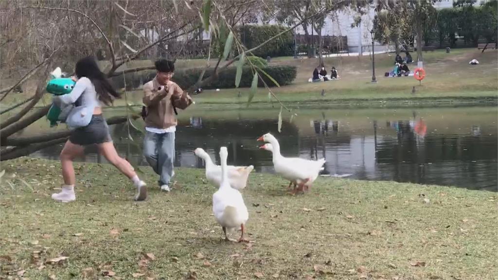 注意！奇美博物館大白鵝成群結隊　遊客想拍照反被追著跑