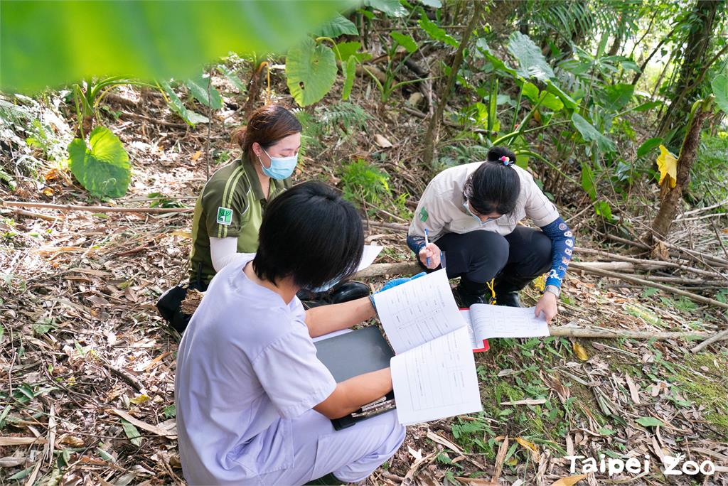 快新聞／遭犬隻攻擊住院穿山甲「動保529」今野放　戶外活動可愛畫面曝光