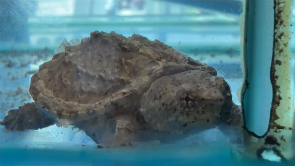 外來種入侵曾文水庫！　釣客驚見擬鱷龜、澳洲龍蝦