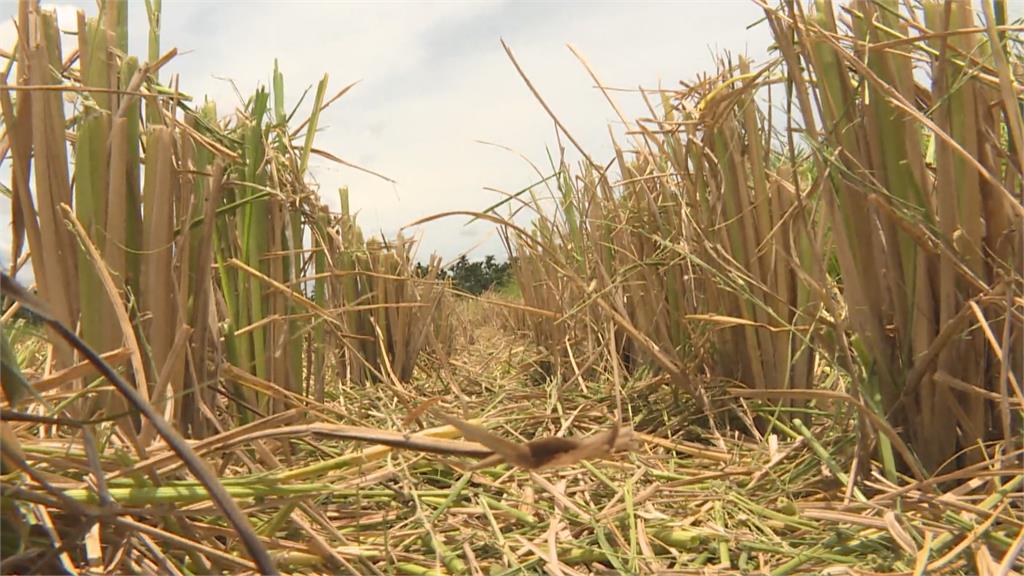 颱風攪局憂心血泡湯　花蓮農民搶收稻作