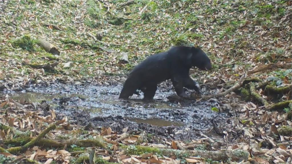 南橫公路驚見台灣黑熊出沒　專家：勿驚擾、保持距離