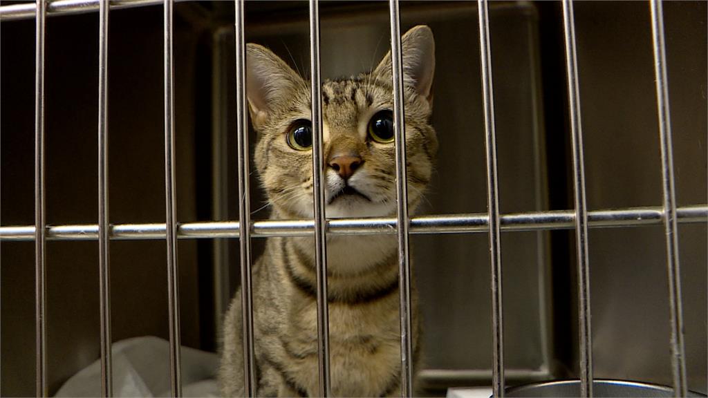 貓咪也要報戶口! 元旦後未完成寵物登記最高罰1.5萬