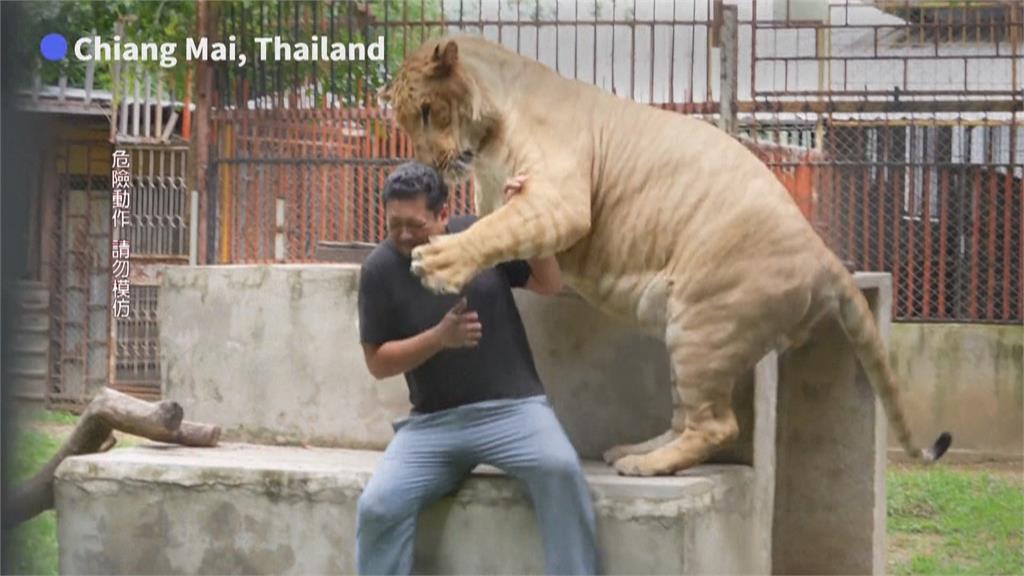 泰國圈養獅子數量暴增　專家警告：人跟動物都很危險
