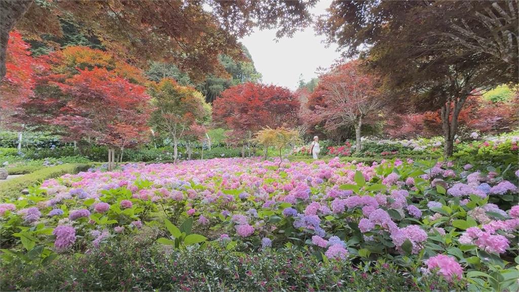杉林溪１２萬株繡球花齊開　湧遊客上山朝聖「賞花避暑」