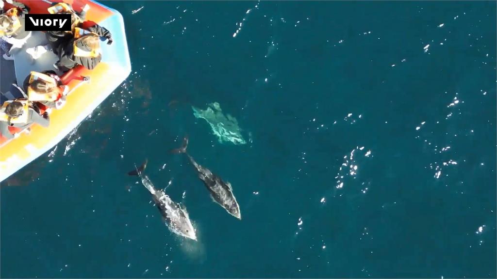 海洋哺乳動物保育區之一　想賞鯨豚快來阿根廷瓦爾德斯半島