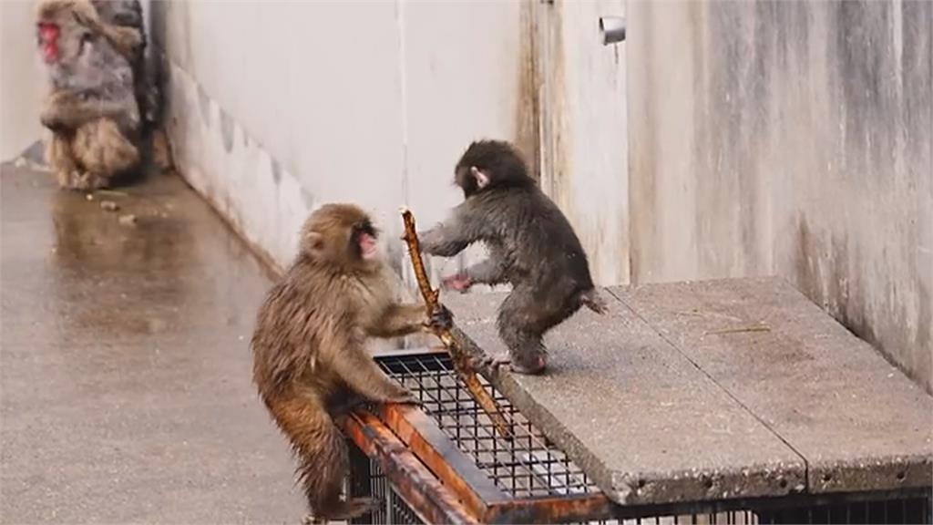 小獼猴「Panchi」明顯進步！　減少依賴玩偶　開始交朋友