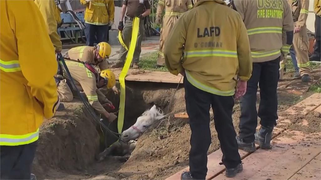 洛杉磯破500公斤白馬摔進天坑　消防人員出動重機具馳援