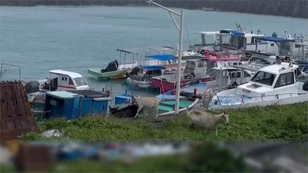 山陀兒還沒來動物超搶鏡！　「三頭鵝」逛大街、三仙台獼猴「聽海哭的聲音」