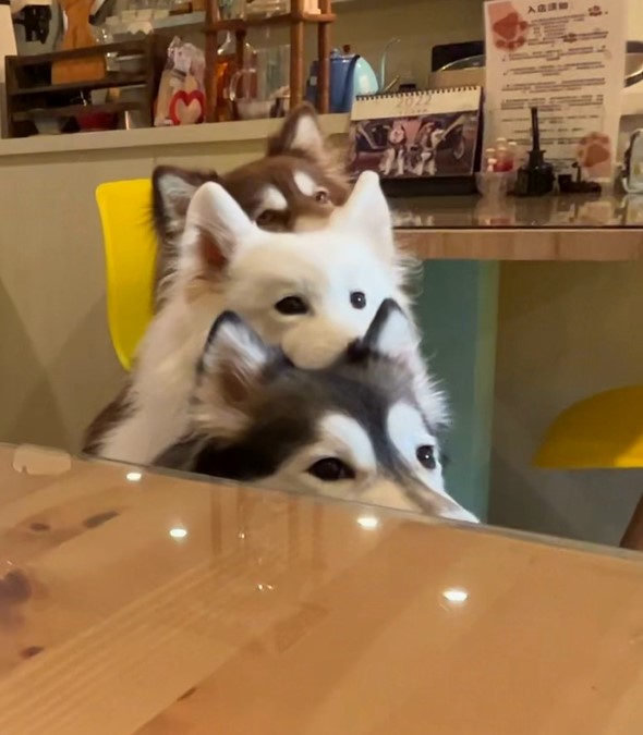 招牌店狗雪橇三犬 新竹萌犬咖啡廳療癒身心