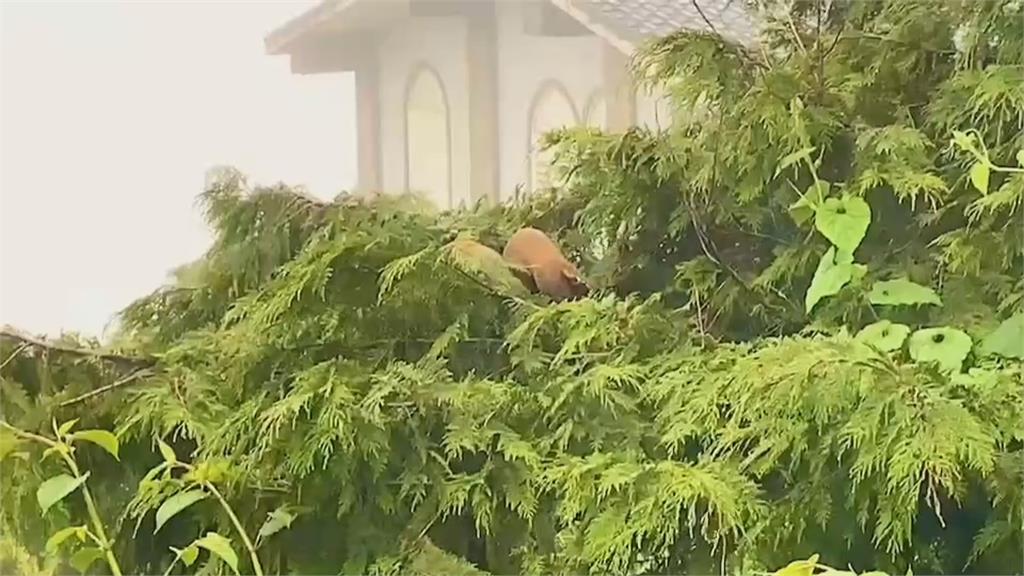 最萌殺手！　太平山國家森林遊樂區「黃喉貂」現蹤