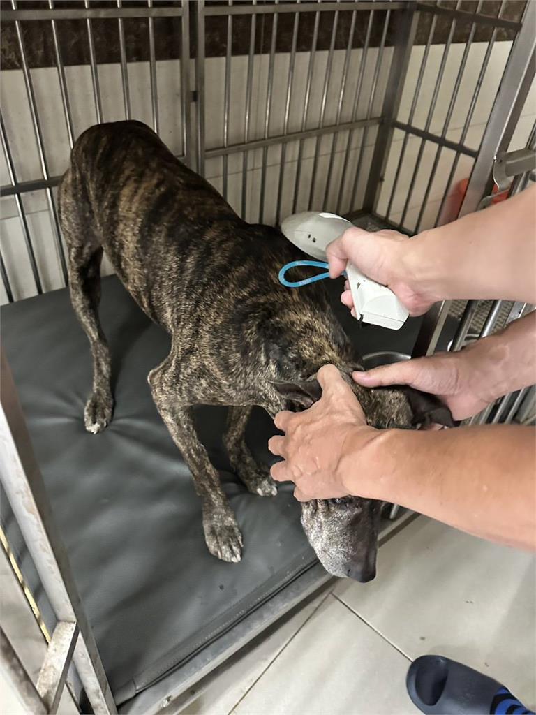 竹北模特兒「遛狗遭攻擊」　比特犬死咬愛犬脖子不放