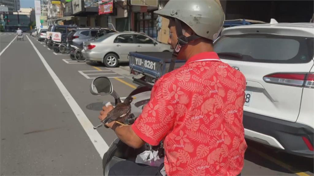 「蹦蹦跳跳」跟隨主人！　八哥散步成嘉義街頭奇景