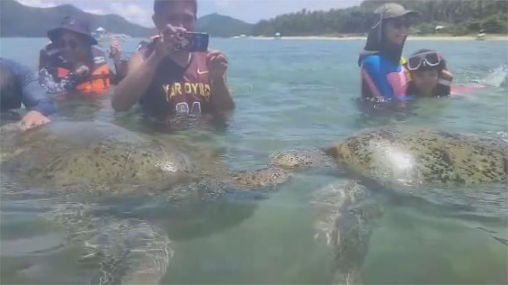 背瀕危綠蠵龜拍照還摸頭！遊客辯「想和牠交朋友」　網撻伐：虐待動物