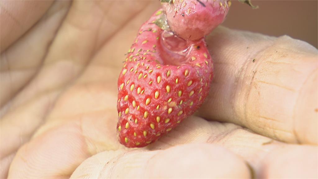 「冬天天氣熱+大雨狂下」　全台草莓大缺貨　採草莓要等到明年2月