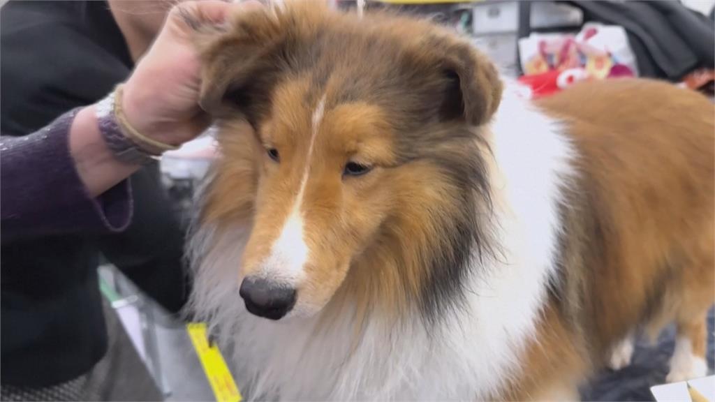 狗界奧斯卡!美國西敏犬展 超過2500隻狗狗參賽