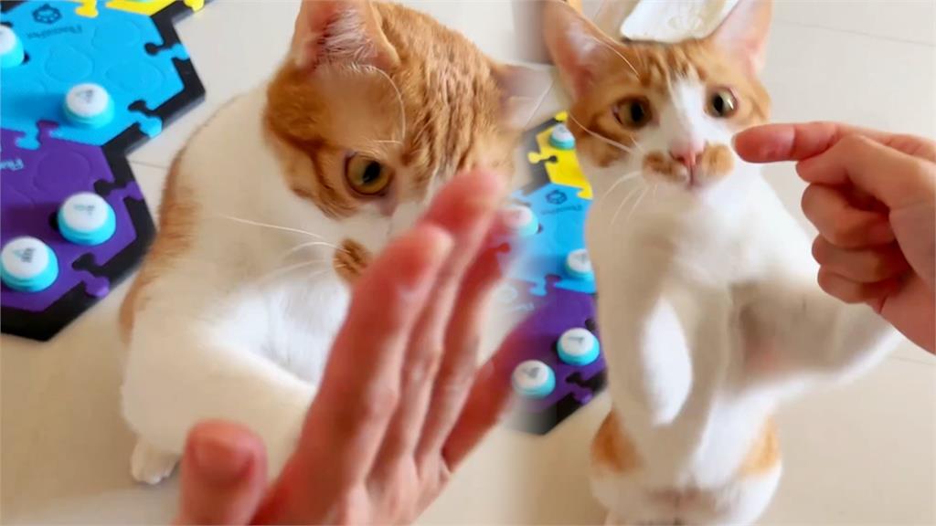 成精了！聰明貓起立、握手全都會　有需求按「寵物溝通鈕」飼主秒懂