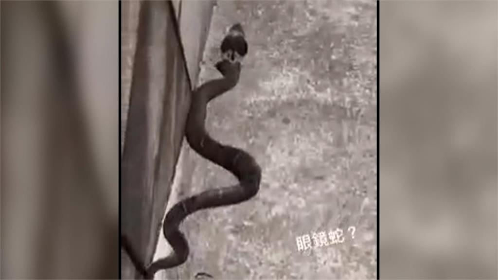 潮境公園眼鏡蛇出沒！　遊客怨：沒警示牌