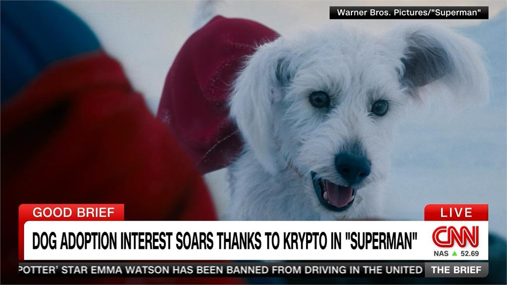 超人電影萌犬「超狗」立大功! 「這關鍵字」搜尋次數破500%