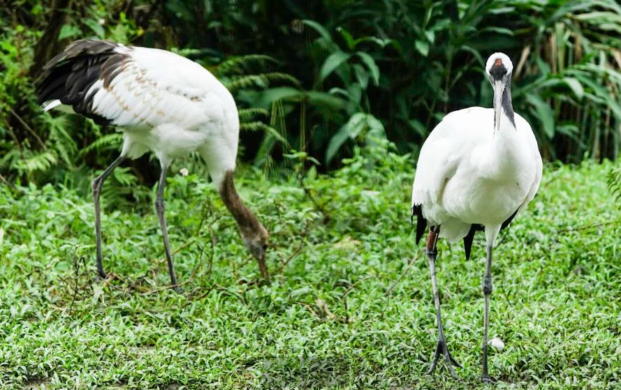 快新聞/台北動物園丹頂鶴小家庭 日本釧路市長將來台探視