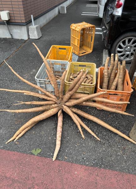 日本突見「神祕觸手」展開! 內行曝驚人用途:做「這」手搖飲的原料