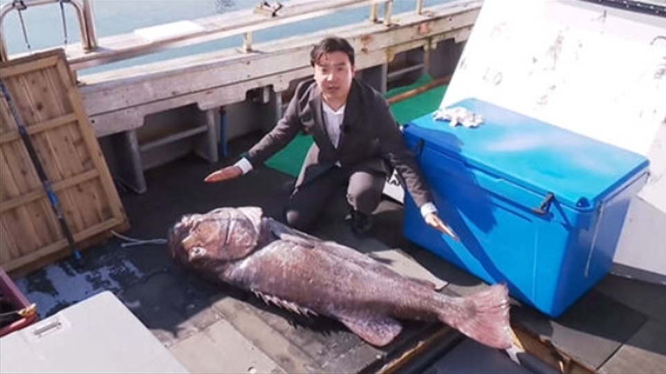7/5大地震前兆?韓5度捕獲「龍宮使者」引擔憂 7月5日大地震前兆?南韓5度捕獲「龍宮使者」引擔憂⋯專家闢謠:無關聯
