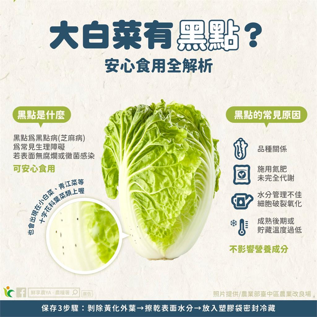 火鍋必備大白菜「長黑點」能吃？網紅菜販揭真相教戰「4挑選原則」