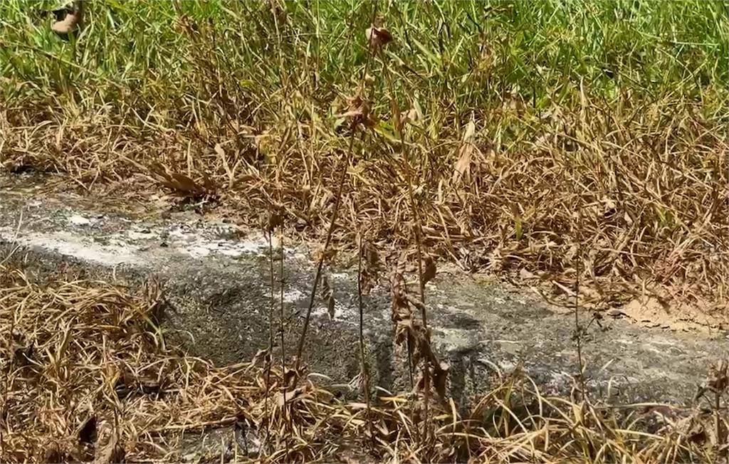 仁山植物園草地枯黃被噴除草劑？　/園區：連日高溫影響、將加強灌溉　