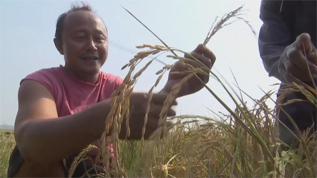 4月以來一滴雨都沒下　印尼農地乾裂稻作收成大減