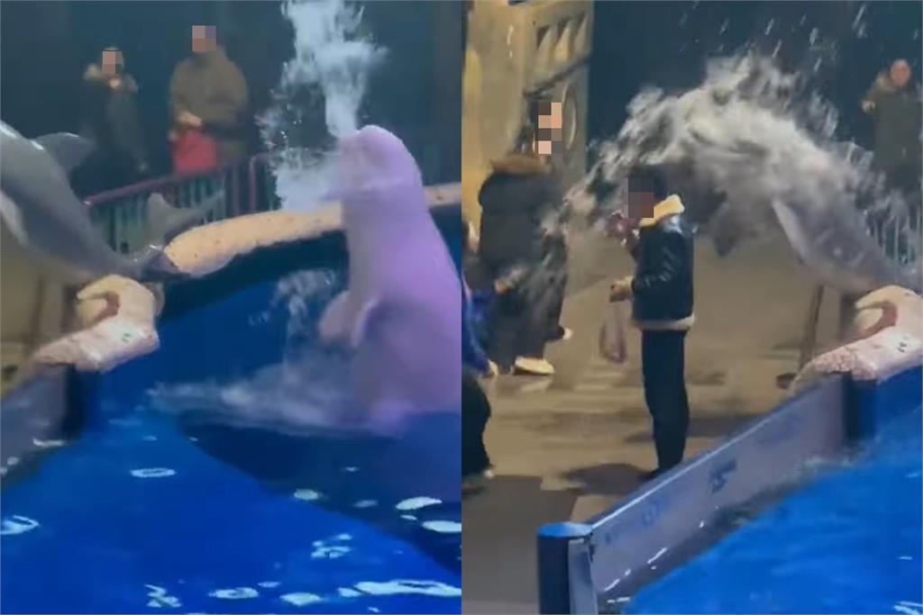中國男水族館內抽菸不聽勸！小白鯨火大「噴水處罰」當場濕透丟臉畫面曝